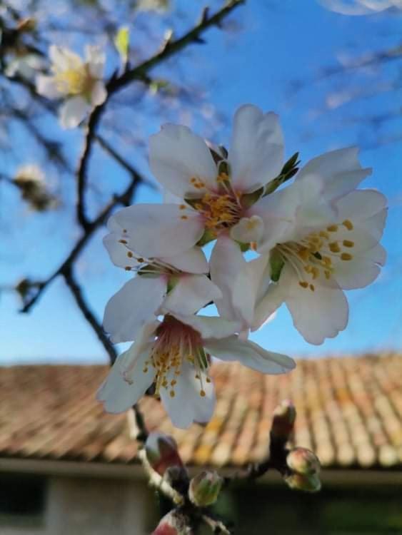 Sofias Cottage Ellinikón Dış mekan fotoğraf