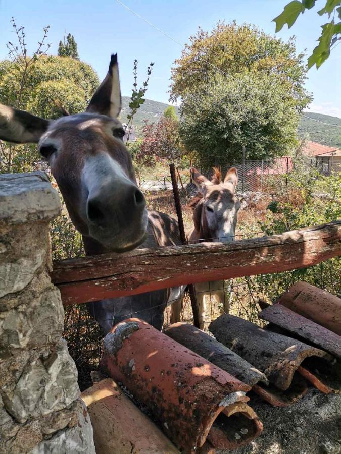 Sofias Cottage Ellinikón Dış mekan fotoğraf